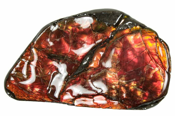 Iridescent Ammolite (Fossil Ammonite Shell) - Fiery Reds! #293317